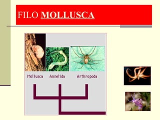 FILO  MOLLUSCA 