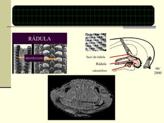 Saco da rádula Rádula odontóforo RÁDULA DENTÍCULOS 06/ 2000 