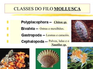 CLASSES DO FILO   MOLLUSCA Chiton sp. Ostras e mexilhões.  Lesmas e caracóis. Polvos, lulas e o Nautilus sp. 