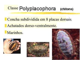 Classe Concha subdividida em 8 placas dorsais . Achatados dorso-ventralmente. Marinhos. 