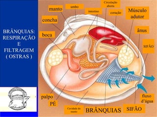 BRÂNQUIAS: RESPIRAÇÃO E FILTRAGEM ( OSTRAS ) PÉ Cavidade do manto BRÂNQUIAS SIFÃO SIFÃO ânus Músculo adutor Circulação aberta coração intestino umbo manto concha boca palpo fluxo  d’água 
