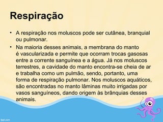 Respiração
• A respiração nos moluscos pode ser cutânea, branquial 
ou pulmonar.
• Na maioria desses animais, a membrana do manto 
é vascularizada e permite que ocorram trocas gasosas 
entre a corrente sanguínea e a água. Já nos moluscos 
terrestres, a cavidade do manto encontra-se cheia de ar 
e trabalha como um pulmão, sendo, portanto, uma 
forma de respiração pulmonar. Nos moluscos aquáticos, 
são encontradas no manto lâminas muito irrigadas por 
vasos sanguíneos, dando origem às brânquias desses 
animais.
 