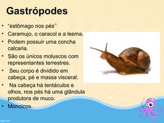 Gastrópodes
• “estômago nos pés’’
• Caramujo, o caracol e a lesma.
• Podem possuir uma concha
calcaria.
• São os únicos moluscos com
representantes terrestres.
• Seu corpo é dividido em
cabeça, pé e massa visceral.
• Na cabeça há tentáculos e
olhos, nos pés há uma glândula
produtora de muco.
• Monoicos.
 