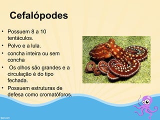 Cefalópodes
• Possuem 8 a 10
tentáculos.
• Polvo e a lula.
• concha inteira ou sem
concha
• Os olhos são grandes e a
circulação é do tipo
fechada.
• Possuem estruturas de
defesa como cromatóforos.
 