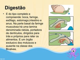 Digestão
• E do tipo completo e
compreende: boca, faringe,
esôfago, estomago,intestino e
anus. Na parte basal da faringe
musculosa há uma lamina
denominada rádula, portadora
de dentículos, dirigidos para
trás e próprios para ralar os
alimentos. E um órgão
exclusivo dos moluscos e
ausente na classe dos
Bivalves.
 