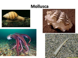Mollusca
 