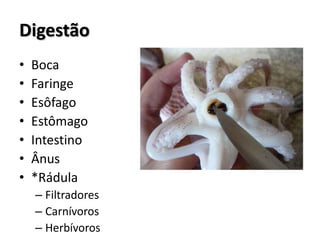 Digestão
• Boca
• Faringe
• Esôfago
• Estômago
• Intestino
• Ânus
• *Rádula
– Filtradores
– Carnívoros
– Herbívoros
 