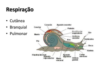 Respiração
• Cutânea
• Branquial
• Pulmonar
 