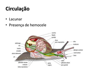 Circulação
• Lacunar
• Presença de hemocele
 