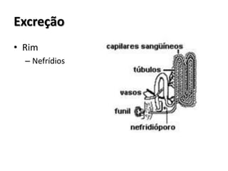 Excreção
• Rim
– Nefrídios
 
