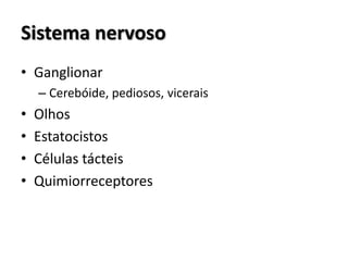 Sistema nervoso
• Ganglionar
– Cerebóide, pediosos, vicerais
• Olhos
• Estatocistos
• Células tácteis
• Quimiorreceptores
 