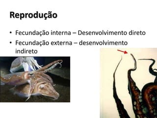 Reprodução
• Fecundação interna – Desenvolvimento direto
• Fecundação externa – desenvolvimento
indireto
 