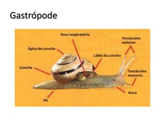 Gastrópode
 