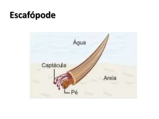 Escafópode
 