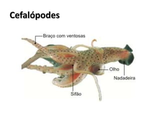 Cefalópodes
 