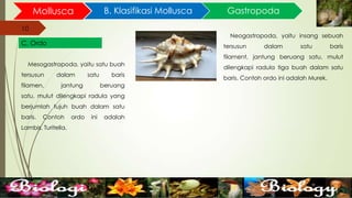 10
Mollusca B. Klasifikasi Mollusca
10
C. Ordo
Gastropoda
Mesogastropoda, yaitu satu buah
tersusun dalam satu baris
filamen, jantung beruang
satu, mulut dilengkapi radula yang
berjumlah tujuh buah dalam satu
baris. Contoh ordo ini adalah
Lambis, Turitella.
Neogastropoda, yaitu insang sebuah
tersusun dalam satu baris
filament, jantung beruang satu, mulut
dilengkapi radula tiga buah dalam satu
baris. Contoh ordo ini adalah Murek.
 