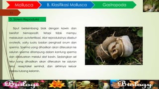 11
Mollusca B. Klasifikasi Mollusca
11
D. Sistem Reproduksi
Gastropoda
Siput berkembang biak dengan kawin dan
bersifat hemaprodit, tetapi tidak mempu
melakukan autofertilisasi. Alat reproduksinya disebut
ovotestis, yaitu suatu badan penghasil ovum dan
sperma. Sperma yang dihasilkan akan diteruskan ke
saluran sperma ditampung dalam kantung sperma
dan dikeluarkan melalui alat kawin. Sedangkan sel
telur yang dihasilkan akan diteruskan ke saluran
telur, reseptakel seminal, dan akhirnya keluar
melalui lubang kelamin.
 