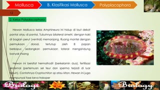 12
Mollusca B. Klasifikasi Mollusca
12
2. Kelas Polyplacophora
Polyplacophora
Hewan Mollusca kelas Amphineura ini hidup di laut dekat
pantai atau di pantai. Tubuhnya bilateral simetri, dengan kaki
di bagian perut (ventral) memanjang. Ruang mantel dengan
permukaan dorsal, tertutup oleh 8 papan
berkapur, sedangkan permukaan lateral mengandung
banyak insang
Hewan ini bersifat hermafrodit (berkelamin dua), fertilisasi
eksternal (pertemuan sel teur dan sperma terjadi di luar
tubuh). Contohnya Cryptochiton sp atau kiton. Hewan ini juga
mempunyai fase larva trokoper
 