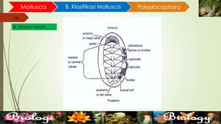 14
Mollusca B. Klasifikasi Mollusca
14
B. Struktur tubuh
Polyplacophora
 