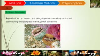 16
Mollusca B. Klasifikasi Mollusca
16
D. Sistem Reproduksi
Polyplacophora
Reproduksi secara seksual, yaitudengan pertemuan sel oyum dan sel
sperma yang terdapat pada individu jantan dan betina
 