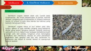 17
Mollusca B. Klasifikasi Mollusca
17
3. Kelas Scaphopoda
Scaphopoda
Dentalium vulgare adalah salah satu contoh kelas
Scaphopoda. Jika Anda berjalan-jalan di pantai, hati-hati
dengan cangkang jenis Scaphopoda ini. Karena biasanya
hewan ini tumbuh di batu atau benda laut lainnya yang
berbaris menyerupai taring
Dentalium vulgare hidup di laut dalam pasir atau
lumpur. Hewan ini juga memiliki cangkok yang berbentuk
silinder yang kedua ujungnya terbuka. Panjang tubuhnya
sekitar 2,5 s.d 5 cm. Dekat mulut terdapat tentakel kontraktif
bersilia, yaitu alat peraba. Fungsinya untuk menangkap
mikroflora dan mikrofauna. Sirkulasi air untuk pernafasan
digerakkan oleh gerakan kaki dan silia, sementara itu
pertukaran gas terjadi di mantel. Hewan ini mempunyai
kelamin terpisah
 