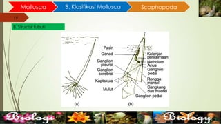 19
Mollusca B. Klasifikasi Mollusca
19
B. Struktur tubuh
Scaphopoda
 
