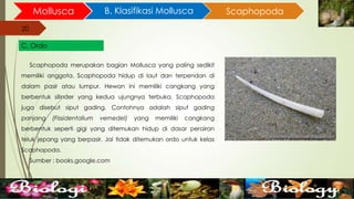 20
Mollusca B. Klasifikasi Mollusca
20
C. Ordo
Scaphopoda
Scaphopoda merupakan bagian Mollusca yang paling sedikit
memiliki anggota. Scaphopoda hidup di laut dan terpendan di
dalam pasir atau lumpur. Hewan ini memiliki cangkang yang
berbentuk silinder yang kedua ujungnya terbuka. Scaphopoda
juga disebut siput gading. Contohnya adalah siput gading
panjang (Fissidentalium vernedel) yang memiliki cangkang
berbentuk seperti gigi yang ditemukan hidup di dasar perairan
teluk jepang yang berpasir. Jai tidak ditemukan ordo untuk kelas
Scaphopoda.
Sumber : books.google.com
 