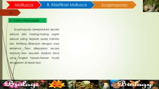 21
Mollusca B. Klasifikasi Mollusca
21
D. Sistem Reproduksi
Scaphopoda
Scaphopoda bereproduksi secara
seksual dan masing-masing organ
seksual saling terpisah pada individu
lain. Fertilisasi dilakukan dengan cara
eksternal. Telur dilepaskan secara
terpisah dan sesudah stadium larva
yang singkat hewan-hewan muda
tenggelam di dasar laut.
 