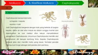 22
Mollusca B. Klasifikasi Mollusca
22
4. Kelas Cephalopoda
Cephalopoda
Cephalopoda berasal dari kata
ochepalo = kepala
opodos = kaki
Jadi Cephalopoda bergerak dengan kaki yang terletak di bagian
kepala. Aliran air dari sifon masuk ke dalam rongga mantel dan
disemburkan ke luar melalui sifon keluar menyebabkan
pergerakan Cephalopoda. Umumnya Cephalopoda memiliki alat
pertahanan diri berupa kantong tinta. Kepala Cephalopoda
tampak jelas dan memiliki mata yang besar. Tentakel pendek
mempunyai fungsi sebagai alat peraba dan pembau.
Octopus vulgaris
Stauroteuthis syrtensis
 