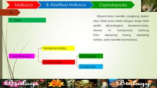 25
Mollusca B. Klasifikasi Mollusca
25
C. Ordo
Cephalopoda
Cephalopoda
Tetrabranchiata
Dibranchiata
Dibranchiata memiliki cangkang dalam
atau tidak sama sekali dengan lengn lebih
sedikit dibandingkan tetrabranchiata.
Hewan ini mempunyai kantung
tinta, sepasang insang, sepasang
nefrida, serta memiliki kromatofora.
Decapoda
Octapoda
 
