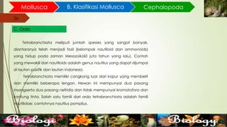 26
Mollusca B. Klasifikasi Mollusca
26
C. Ordo
Cephalopoda
Tetrabranchiata meliputi jumlah spesies yang sangat banyak,
diantaranya telah menjadi fosil (kelompok nautiloid dan ammonoids)
yang hidup pada zaman Mesozoik(60 juta tahun yang lalu). Contoh
yang mewakili dari nautiloids adalah genus nautilus yang dapat dijumpai
di lautan pasifik dan lautan Indonesia.
Tetrabranchiata memiliki cangkang luar dari kapur yang membelit
dan memiliki beberapa lengan. Hewan ini mempunyai dua pasang
insangserta dua pasang nefridia dan tidak mempunyai kromatofora dan
kantung tinta. Salah satu famili dari ordo tetrabranchiata adalah famili
nautilidae; cantohnya nautilus pompilus.
 