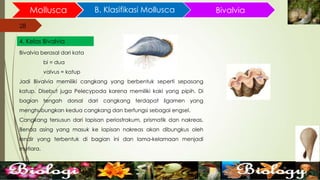 28
Mollusca B. Klasifikasi Mollusca
28
4. Kelas Bivalvia
Bivalvia
Bivalvia berasal dari kata
bi = dua
valvus = katup
Jadi Bivalvia memiliki cangkang yang berbentuk seperti sepasang
katup. Disebut juga Pelecypoda karena memiliki kaki yang pipih. Di
bagian tengah dorsal dari cangkang terdapat ligamen yang
menghubungkan kedua cangkang dan berfungsi sebagai engsel.
Cangkang tersusun dari lapisan periostrakum, prismatik dan nakreas.
Benda asing yang masuk ke lapisan nakreas akan dibungkus oleh
lendir yang terbentuk di bagian ini dan lama-kelamaan menjadi
mutiara.
 