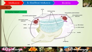 30
Mollusca B. Klasifikasi Mollusca
30
B. Struktur tubuh
Bivalvia
palpus
mulut
otot anterior pedal retraktor
otot anterior pedal
adductor
otot posterior pedal retraktor
otot posterior pedal
adductor
sifon keluar
sifon masuk
lembar insang
mantel
cangkang
kaki
umbo
 