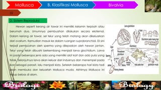 32
Mollusca B. Klasifikasi Mollusca
32
D. Sistem Reproduksi
Bivalvia
Hewan seperti kerang air tawar ini memiliki kelamin terpisah atau
berumah dua. Umumnya pembuahan dilakukan secara eksternal.
Dalam kerang air tawar, sel telur yang telah matang akan dikeluarkan
dari ovarium. Kemudian masuk ke dalam ruangan suprabranchial. Di sini
terjadi pembuahan oleh sperma yang dilepaskan oleh hewan jantan.
Telur yang telah dibuahi berkembang menjadi larva glochidium. Larva
ini pada beberapa jenis ada yang memiliki alat kait dan ada pula yang
tidak. Selanjutnya larva akan keluar dari induknya dan menempel pada
ikan sebagai parasit, lalu menjadi kista. Setelah beberapa hari kista tadi
akan membuka dan keluarlah Mollusca muda. Akhirnya Mollusca ini
hidup bebas di alam.
 