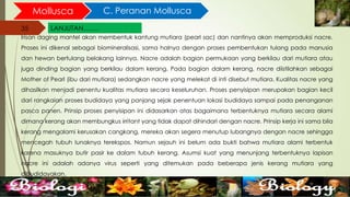 35
Mollusca C. Peranan Mollusca
35
LANJUTAN…….
Irisan daging mantel akan membentuk kantung mutiara (pearl sac) dan nantinya akan memproduksi nacre.
Proses ini dikenal sebagai biomineralisasi, sama halnya dengan proses pembentukan tulang pada manusia
dan hewan bertulang belakang lainnya. Nacre adalah bagian permukaan yang berkilau dari mutiara atau
juga dinding bagian yang berkilau dalam kerang. Pada bagian dalam kerang, nacre diistilahkan sebagai
Mother of Pearl (ibu dari mutiara) sedangkan nacre yang melekat di inti disebut mutiara. Kualitas nacre yang
dihasilkan menjadi penentu kualitas mutiara secara keseluruhan. Proses penyisipan merupakan bagian kecil
dari rangkaian proses budidaya yang panjang sejak penentuan lokasi budidaya sampai pada penanganan
pasca panen. Prinsip proses penyisipan ini didasarkan atas bagaimana terbentuknya mutiara secara alami
dimana kerang akan membungkus irritant yang tidak dapat dihindari dengan nacre. Prinsip kerja ini sama bila
kerang mengalami kerusakan cangkang, mereka akan segera menutup lubangnya dengan nacre sehingga
mencegah tubuh lunaknya terekspos. Namun sejauh ini belum ada bukti bahwa mutiara alami terbentuk
karena masuknya butir pasir ke dalam tubuh kerang. Asumsi kuat yang menunjang terbentuknya lapisan
nacre ini adalah adanya virus seperti yang ditemukan pada beberapa jenis kerang mutiara yang
dibudidayakan.
 
