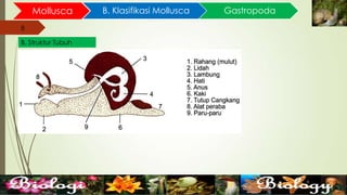 8
Mollusca B. Klasifikasi Mollusca
8
B. Struktur Tubuh
Gastropoda
 