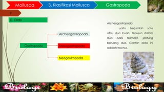 9
Mollusca B. Klasifikasi Mollusca
9
C. Ordo
Gastropoda
Gastropoda
Archeogastropoda
Mesogastropoda
Neogastropoda
Archeogastropoda
yaitu berjumlah satu
atau dua buah, tersusun dalam
dua baris filament, jantung
beruang dua. Contoh ordo ini
adalah trochus.
 