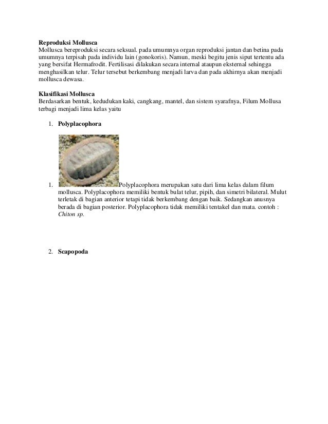 Mollusca