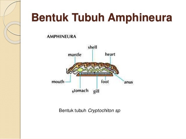 Mollusca 40208056