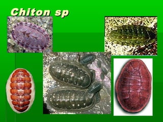 Chiton spChiton sp
 