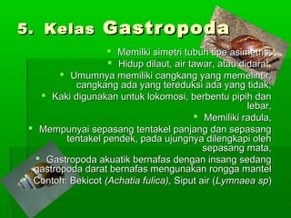 5.5. KelasKelas GastropodaGastropoda
 Memilki simetri tubuh tipe asimetris,Memilki simetri tubuh tipe asimetris,
 Hidup dilaut, air tawar, atau didarat,Hidup dilaut, air tawar, atau didarat,
 Umumnya memiliki cangkang yang memelintir,Umumnya memiliki cangkang yang memelintir,
cangkang ada yang tereduksi ada yang tidak,cangkang ada yang tereduksi ada yang tidak,
 Kaki digunakan untuk lokomosi, berbentu pipih danKaki digunakan untuk lokomosi, berbentu pipih dan
lebar,lebar,
 Memiliki radula,Memiliki radula,
 Mempunyai sepasang tentakel panjang dan sepasangMempunyai sepasang tentakel panjang dan sepasang
tentakel pendek, pada ujungnya dilengkapi olehtentakel pendek, pada ujungnya dilengkapi oleh
sepasang mata,sepasang mata,
 Gastropoda akuatik bernafas dengan insang sedangGastropoda akuatik bernafas dengan insang sedang
gastropoda darat bernafas mengunakan rongga mantelgastropoda darat bernafas mengunakan rongga mantel
 Contoh: BekicotContoh: Bekicot (Achatia fulica),(Achatia fulica), Siput air (Siput air (Lymnaea spLymnaea sp))
 