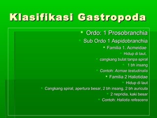 Klasifikasi GastropodaKlasifikasi Gastropoda
 Ordo: 1 ProsobranchiaOrdo: 1 Prosobranchia
 Sub Ordo 1 AspidobranchiaSub Ordo 1 Aspidobranchia
 Familia 1. AcmeidaeFamilia 1. Acmeidae
 Hidup di laut,Hidup di laut,
 cangkang bulat tanpa spiralcangkang bulat tanpa spiral
 1 bh insang1 bh insang
 Contoh:Contoh: Acmae testudinalisAcmae testudinalis
 Familia 2 HaliotidaeFamilia 2 Haliotidae
 Hidup di lautHidup di laut
 Cangkang spiral, apertura besar, 2 bh insang, 2 bh auriculaCangkang spiral, apertura besar, 2 bh insang, 2 bh auricula
 2 nepridia, kaki besar2 nepridia, kaki besar
 Contoh:Contoh: Haliotis refescensHaliotis refescens
 