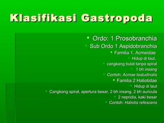 Klasifikasi GastropodaKlasifikasi Gastropoda
 Ordo: 1 ProsobranchiaOrdo: 1 Prosobranchia
 Sub Ordo 1 AspidobranchiaSub Ordo 1 Aspidobranchia
 Familia 1. AcmeidaeFamilia 1. Acmeidae
 Hidup di laut,Hidup di laut,
 cangkang bulat tanpa spiralcangkang bulat tanpa spiral
 1 bh insang1 bh insang
 Contoh:Contoh: Acmae testudinalisAcmae testudinalis
 Familia 2 HaliotidaeFamilia 2 Haliotidae
 Hidup di lautHidup di laut
 Cangkang spiral, apertura besar, 2 bh insang, 2 bh auriculaCangkang spiral, apertura besar, 2 bh insang, 2 bh auricula
 2 nepridia, kaki besar2 nepridia, kaki besar
 Contoh:Contoh: Haliotis refescensHaliotis refescens
 