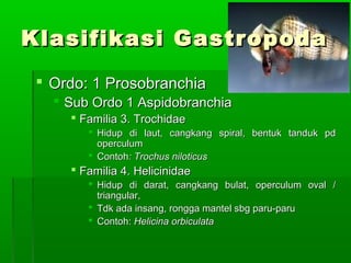 Klasifikasi GastropodaKlasifikasi Gastropoda
 Ordo: 1 ProsobranchiaOrdo: 1 Prosobranchia
 Sub Ordo 1 AspidobranchiaSub Ordo 1 Aspidobranchia
 Familia 3. TrochidaeFamilia 3. Trochidae
 Hidup di laut, cangkang spiral, bentuk tanduk pdHidup di laut, cangkang spiral, bentuk tanduk pd
operculumoperculum
 ContohContoh: Trochus niloticus: Trochus niloticus
 Familia 4. HelicinidaeFamilia 4. Helicinidae
 Hidup di darat, cangkang bulat, operculum oval /Hidup di darat, cangkang bulat, operculum oval /
triangular,triangular,
 Tdk ada insang, rongga mantel sbg paru-paruTdk ada insang, rongga mantel sbg paru-paru
 Contoh:Contoh: Helicina orbiculataHelicina orbiculata
 