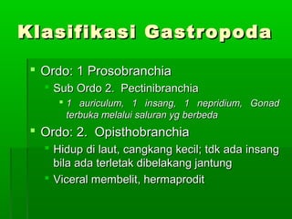 Klasifikasi GastropodaKlasifikasi Gastropoda
 Ordo: 1 ProsobranchiaOrdo: 1 Prosobranchia
 Sub Ordo 2. PectinibranchiaSub Ordo 2. Pectinibranchia
 1 auriculum, 1 insang, 1 nepridium, Gonad1 auriculum, 1 insang, 1 nepridium, Gonad
terbuka melalui saluran yg berbedaterbuka melalui saluran yg berbeda
 Ordo: 2. OpisthobranchiaOrdo: 2. Opisthobranchia
 Hidup di laut, cangkang kecil; tdk ada insangHidup di laut, cangkang kecil; tdk ada insang
bila ada terletak dibelakang jantungbila ada terletak dibelakang jantung
 Viceral membelit, hermaproditViceral membelit, hermaprodit
 