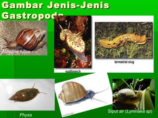 GambarGambar JJenis-enis-JJenisenis
GGastropodaastropoda
Achatina fulica
Siput air (Lymnaea sp)
Physa
 