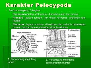 Karakter PelecypodaKarakter Pelecypoda
 Struktur cangkang 3 bagian:Struktur cangkang 3 bagian:
 PeriostracumPeriostracum: lap. Zat tanduk, dihasilkan oleh tepi mantel: lap. Zat tanduk, dihasilkan oleh tepi mantel
 PrimatikPrimatik: lapisan tengah, trdr kristal karbonat, dihasilkan tepi: lapisan tengah, trdr kristal karbonat, dihasilkan tepi
mantelmantel
 NacreousNacreous: lapisan mutiara, dihasilkan oleh seluruh permukaan: lapisan mutiara, dihasilkan oleh seluruh permukaan
mantel. Lapiran ini memantulkan sinar berkilauanmantel. Lapiran ini memantulkan sinar berkilauan
B. Penampang melintang
cangkang dan mantel
A. Penampang melintang
tubuh
 