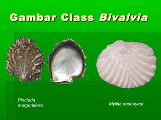 GambarGambar CClasslass BivalviaBivalvia
Pinctada
margaritifera Myllita deshayesi
 