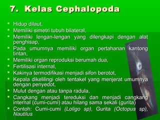7.7. Kelas CephalopodaKelas Cephalopoda
 Hidup dilaut,Hidup dilaut,
 Memiliki simetri tubuh bilateral,Memiliki simetri tubuh bilateral,
 Memiliki lengan-lengan yang dilengkapi dengan alatMemiliki lengan-lengan yang dilengkapi dengan alat
penghisap,penghisap,
 Pada umumnya memiliki organ pertahanan kantongPada umumnya memiliki organ pertahanan kantong
tintan,tintan,
 Memiliki organ reproduksi berumah dua,Memiliki organ reproduksi berumah dua,
 Fertilisasi internal,Fertilisasi internal,
 Kakinya termodifikasi menjadi sifon berotot,Kakinya termodifikasi menjadi sifon berotot,
 Kepala dikelilingi oleh tentakel yang menjerat umumnyaKepala dikelilingi oleh tentakel yang menjerat umumnya
dengan penyedot,dengan penyedot,
 Mulut dengan atau tanpa radula,Mulut dengan atau tanpa radula,
 Cangkang menjadi tereduksi dan menjadi cangkangCangkang menjadi tereduksi dan menjadi cangkang
internal (cumi-cumi) atau hilang sama sekali (gurita)internal (cumi-cumi) atau hilang sama sekali (gurita)
 Contoh: Cumi-cumiContoh: Cumi-cumi (Loligo sp),(Loligo sp), GuritaGurita (Octopus sp),(Octopus sp),
NautilusNautilus
 