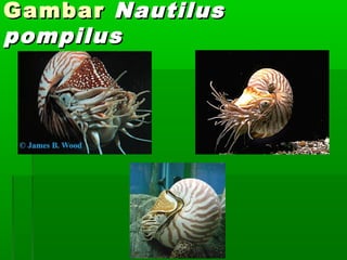 GambarGambar NautilusNautilus
pompiluspompilus
 